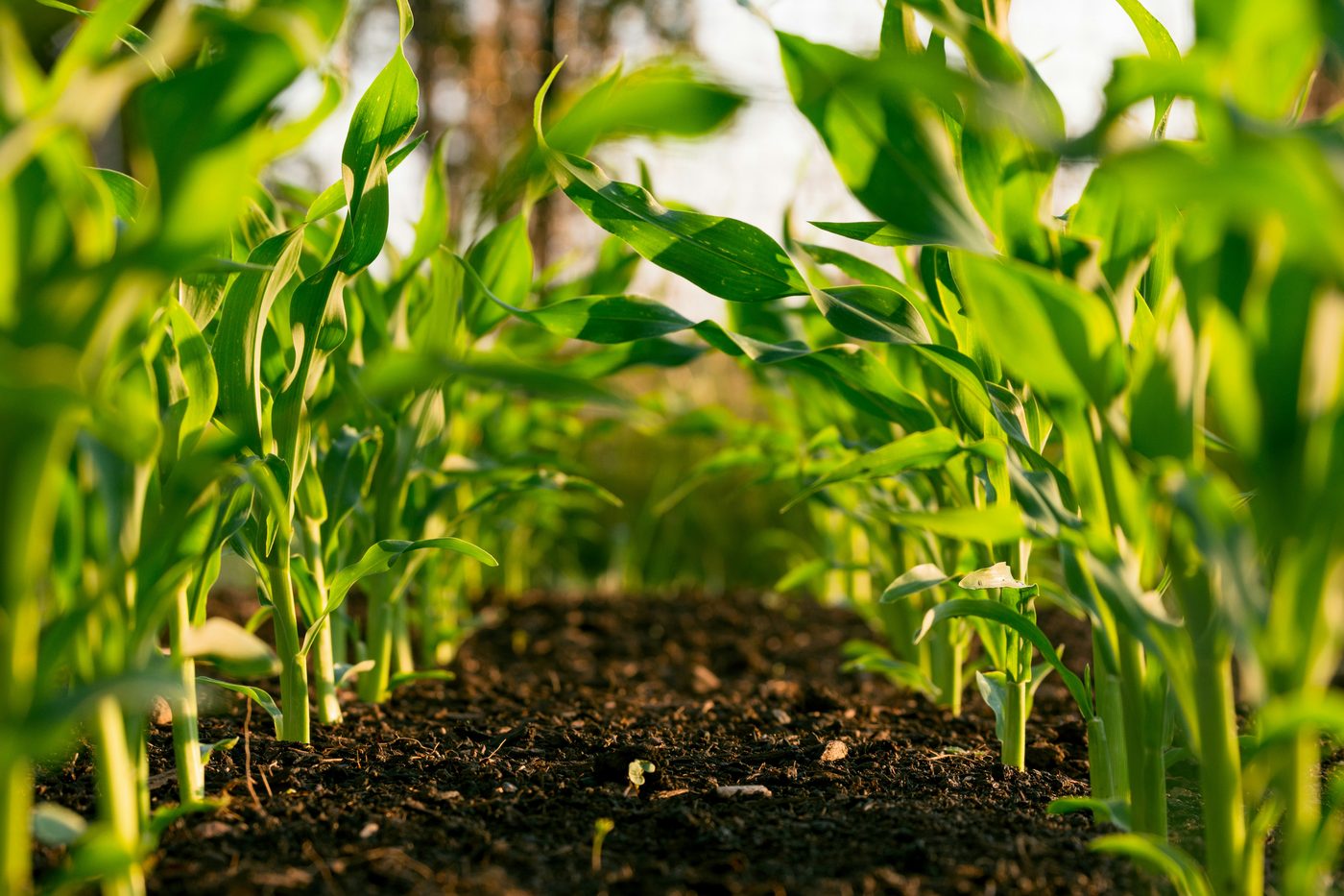 Young green maize rows in dark soil at golden hour