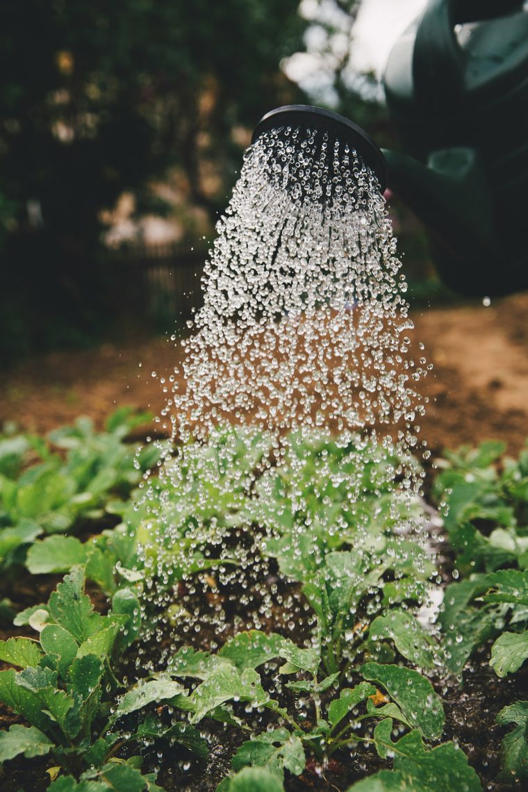 A watering can sprinkling water over young green seedlings